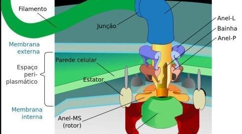 Estrutura celular - design inteligente - ABC²
