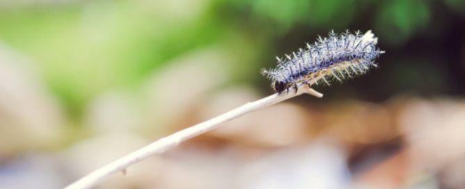 ABC2 - Makro Raupe - René Breuel