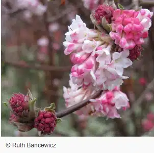 flower ruth - Associação Brasileira de Cristãos na Ciência: ABC²