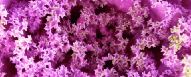 INTELLIGENCE OF PLANTS 000 - Associação Brasileira de Cristãos na Ciência: ABC²