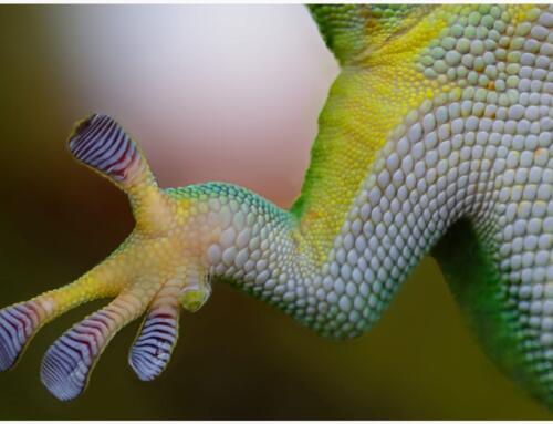 A coisa maravilhosa sobre a natureza