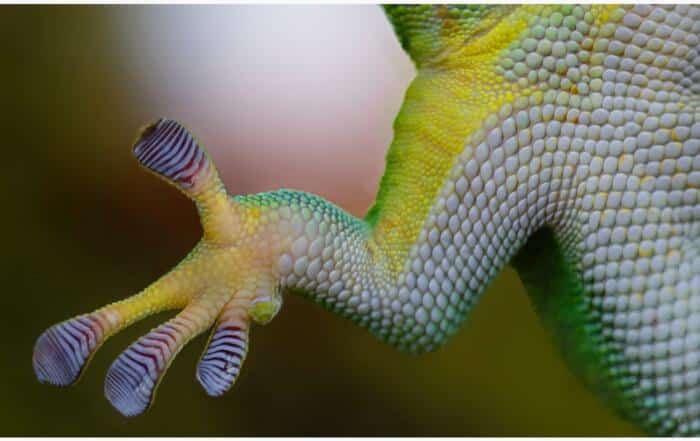 ABOUT NATURE 00 - Associação Brasileira de Cristãos na Ciência: ABC²