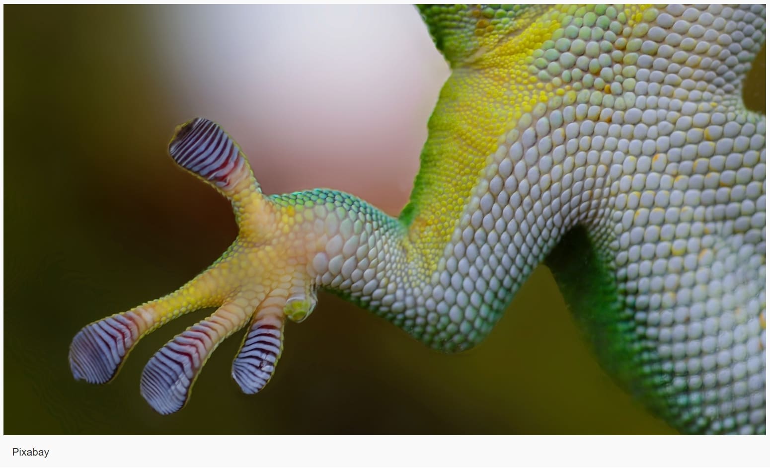 ABOUT NATURE 01 - Associação Brasileira de Cristãos na Ciência: ABC²