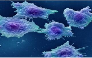 BEAUTY OF CELLS 00 - Associação Brasileira de Cristãos na Ciência: ABC²