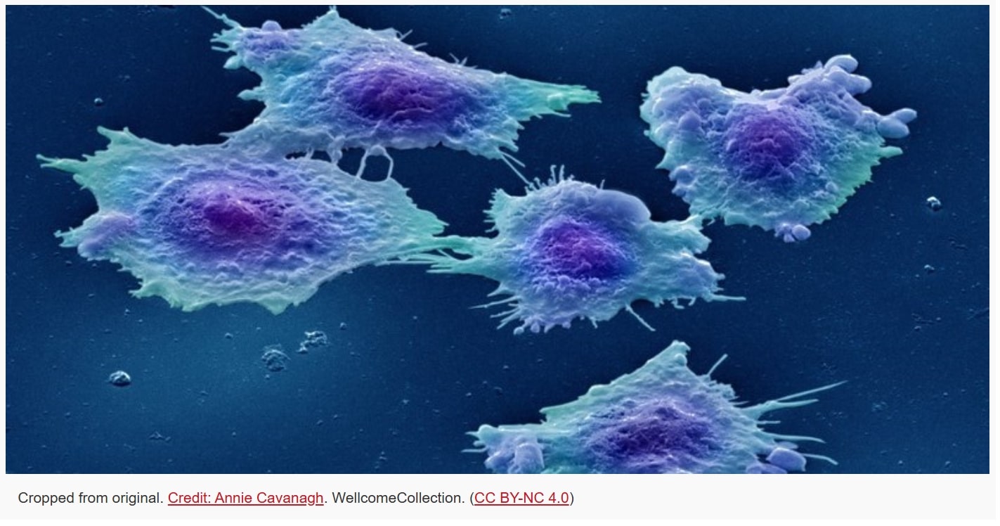 BEAUTY OF CELLS 01 - Associação Brasileira de Cristãos na Ciência: ABC²
