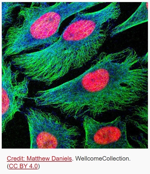 BEAUTY OF CELLS 02 - Associação Brasileira de Cristãos na Ciência: ABC²