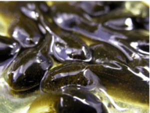 FROG ARTICLE 2 - Associação Brasileira de Cristãos na Ciência: ABC²