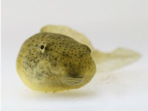 FROG ARTICLE 3 - Associação Brasileira de Cristãos na Ciência: ABC²