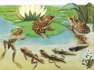 FROG ARTICLE 4 - Associação Brasileira de Cristãos na Ciência: ABC²