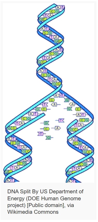 INCREDIBLE DNA 03 - Associação Brasileira de Cristãos na Ciência: ABC²